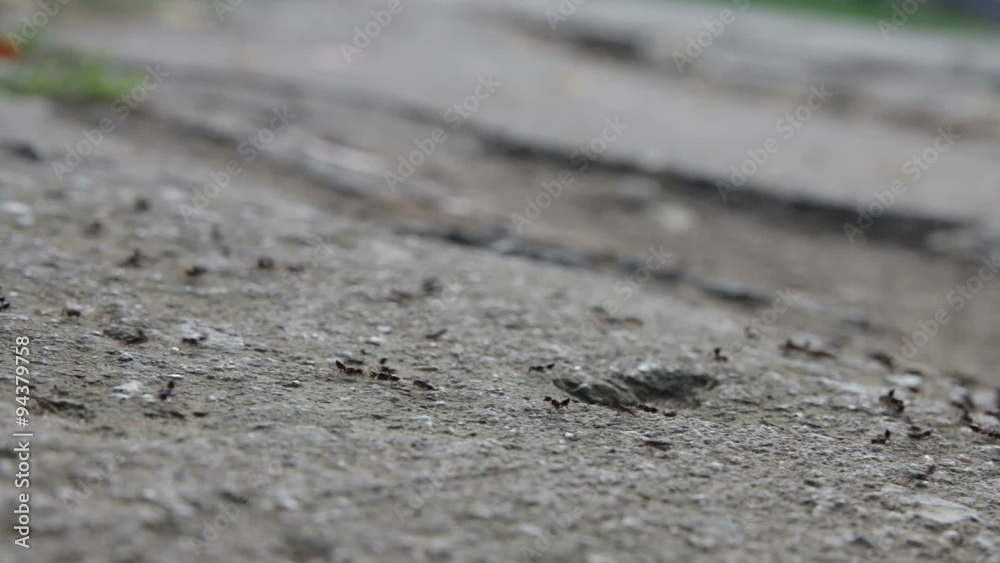 king black ants to search food, escape water before raining king black ants to search food, escape water before raining