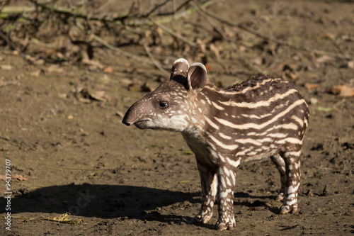 baby of the endangered South American tapir