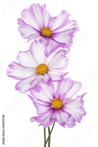 cosmos flower