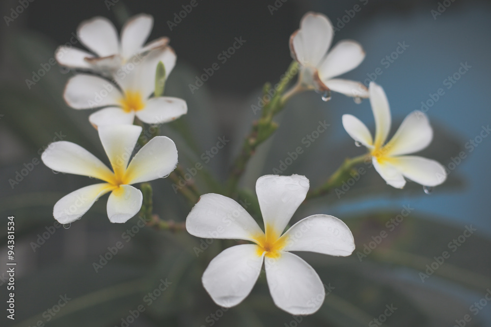 White Flowers Soft and Mood White Flowers Soft and Mood