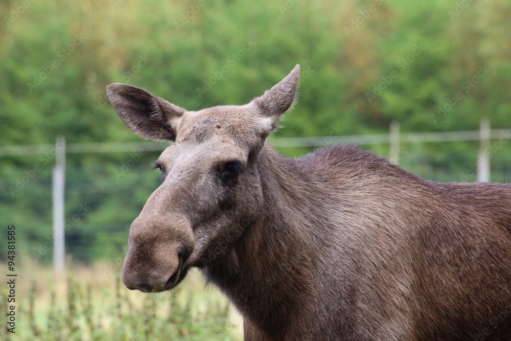 Head of an elk (Alces alces) without antlers
