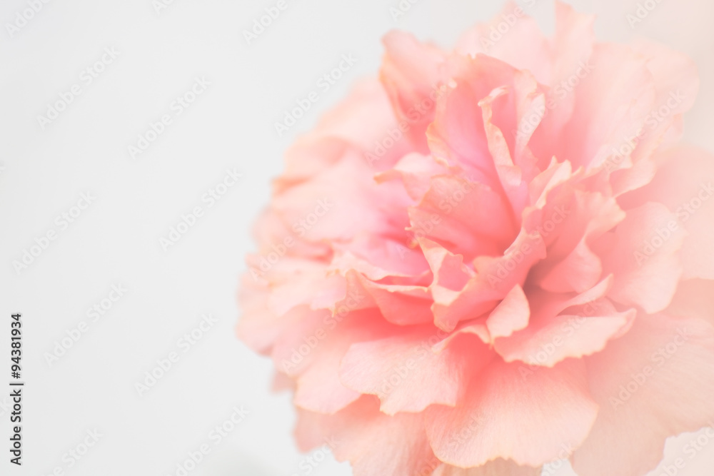 Sweet pink flower, common purslane, portulaca flowers, soft blur