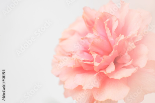Sweet pink flower  common purslane  portulaca flowers  soft blur