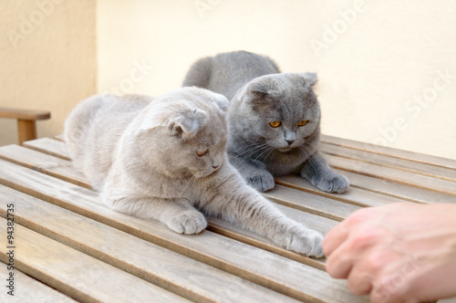 Fototapeta Naklejka Na Ścianę i Meble -  Two Scottish Fold cats