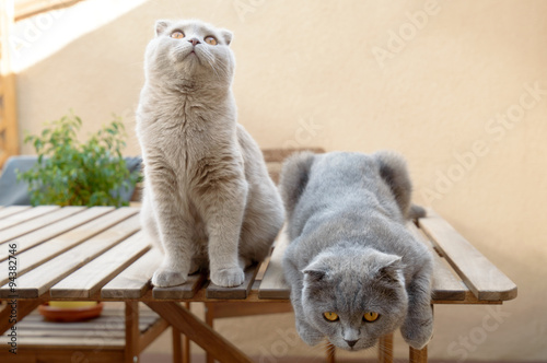 Fototapeta Naklejka Na Ścianę i Meble -  Two Scottish Fold cats
