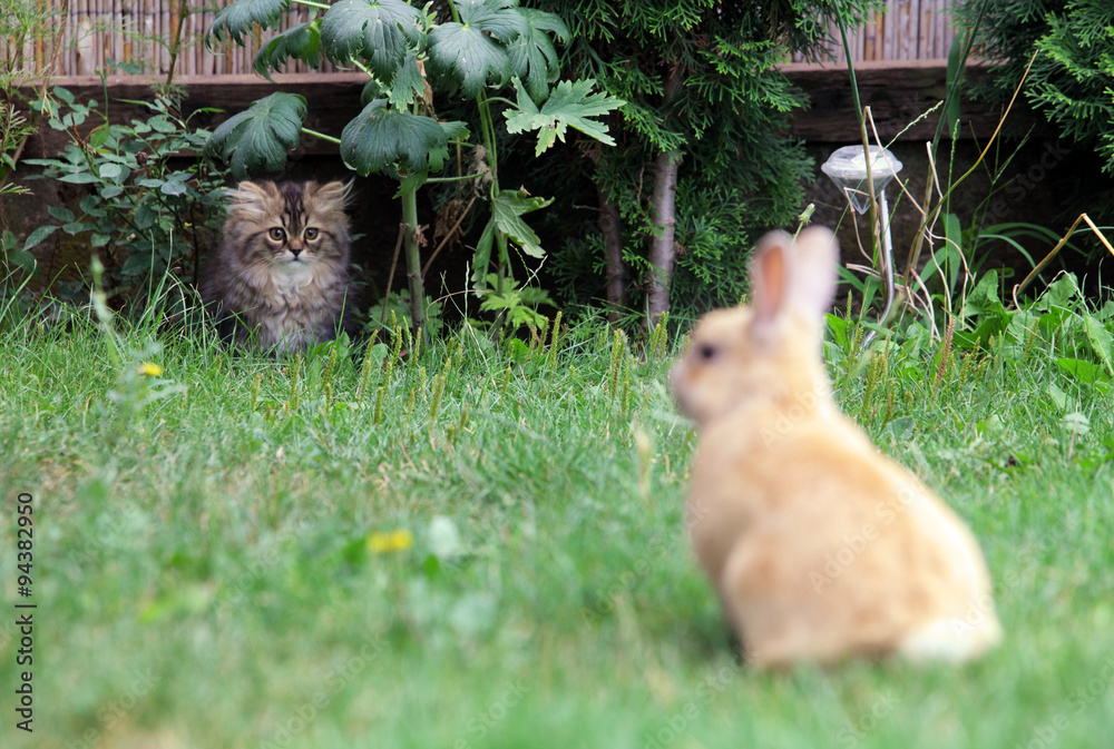 Cat and rabbit, Hunting Stock Photo | Adobe Stock
