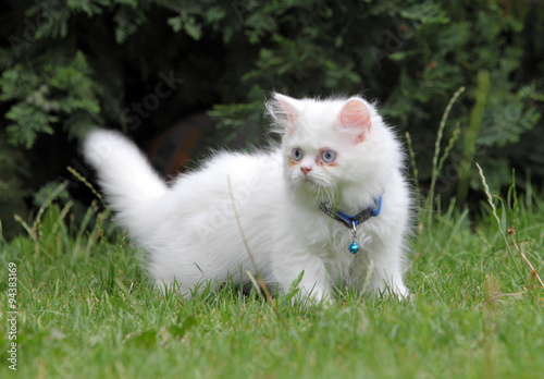 White persian cat in green grass