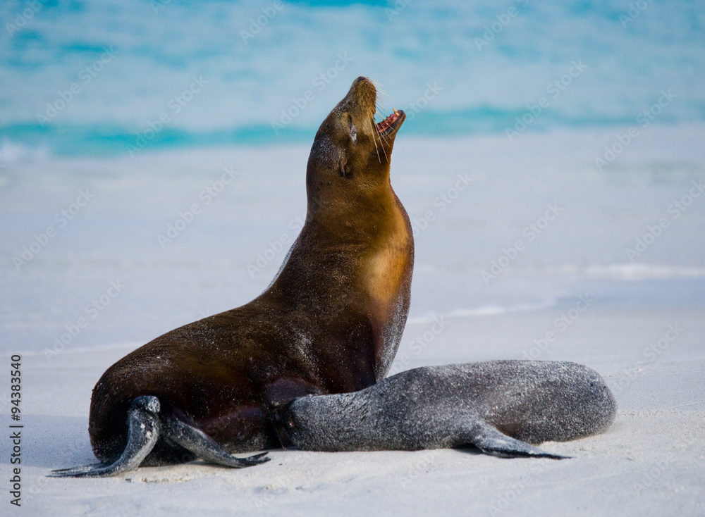 Fototapeta premium Sea lion on the beach. Sitting in full growth. Galapagos. perfect illustration.