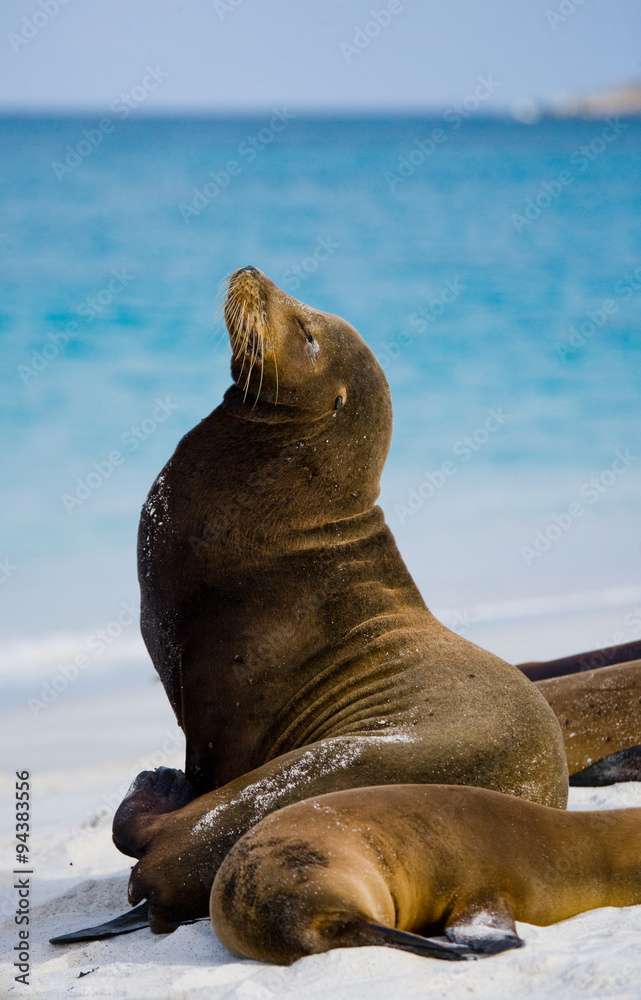 Fototapeta premium Sea lion on the beach. Sitting in full growth. Galapagos. perfect illustration.