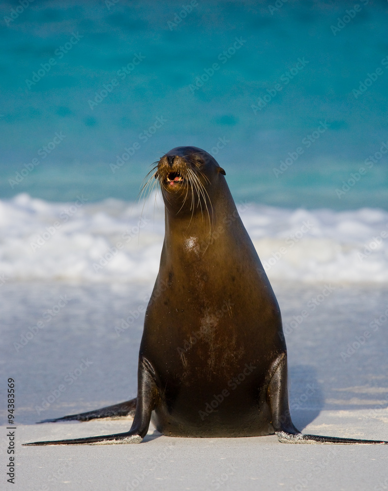Naklejka premium Sea lion on the beach. Sitting in full growth. Galapagos. perfect illustration.