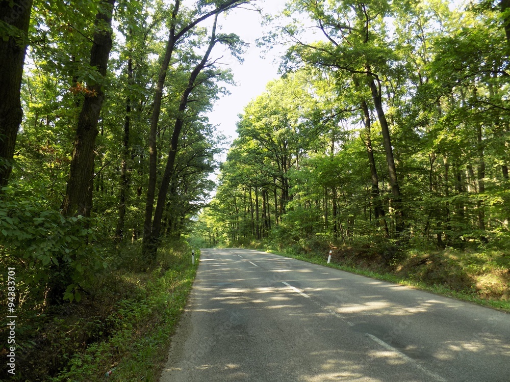 Asphalt road in forest