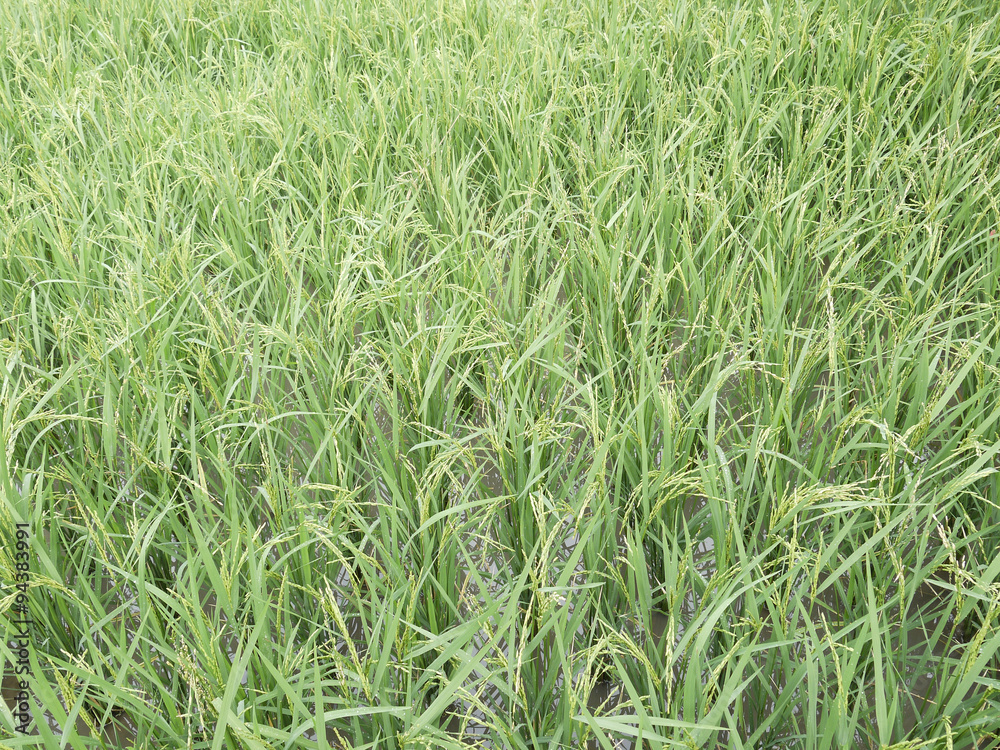 Rice seedlings in the Rice fields Rice seedlings in the Rice fields