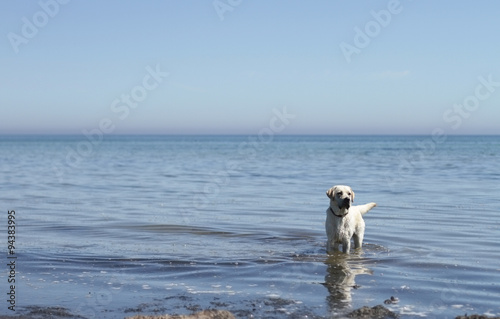 a yellow labrador retriever stays in shallow sea water