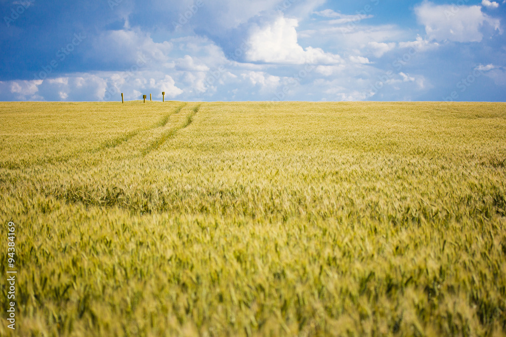 Summer Landscape with Wheat Field and Clouds Summer Landscape with Wheat Field and Clouds