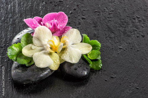 Fresh orchid flowers with water drops and black stones