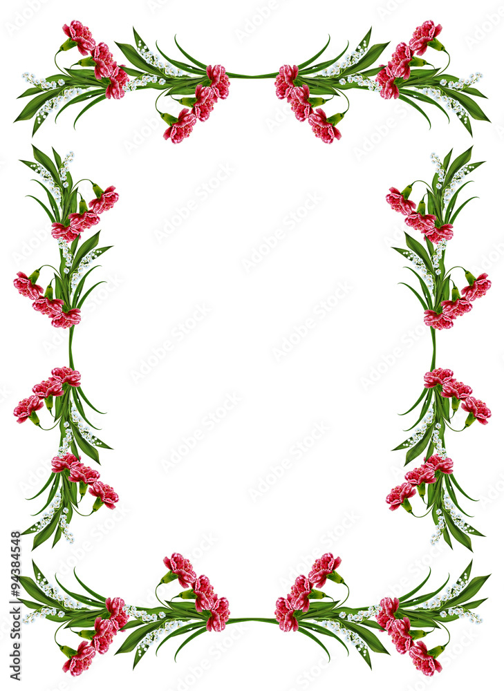 carnation isolated on white background carnation isolated on white background