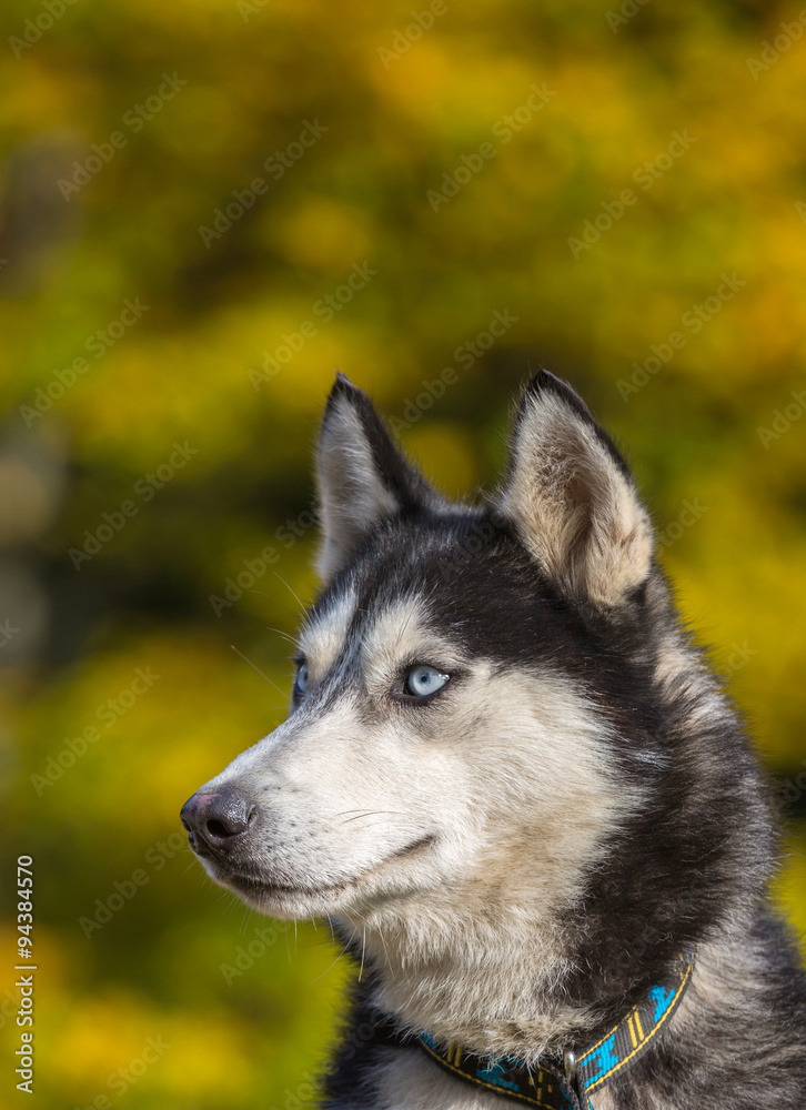 portrait de chien husky portrait de chien husky