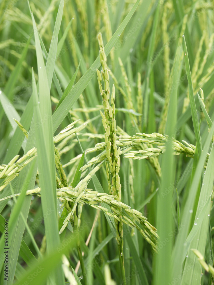 Close up of green paddy rice