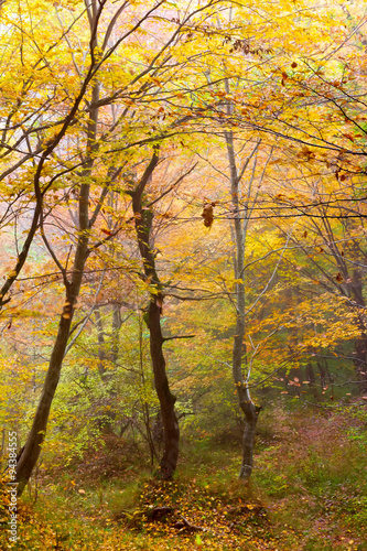 foggy day in a colorful autumn forest  selective focus