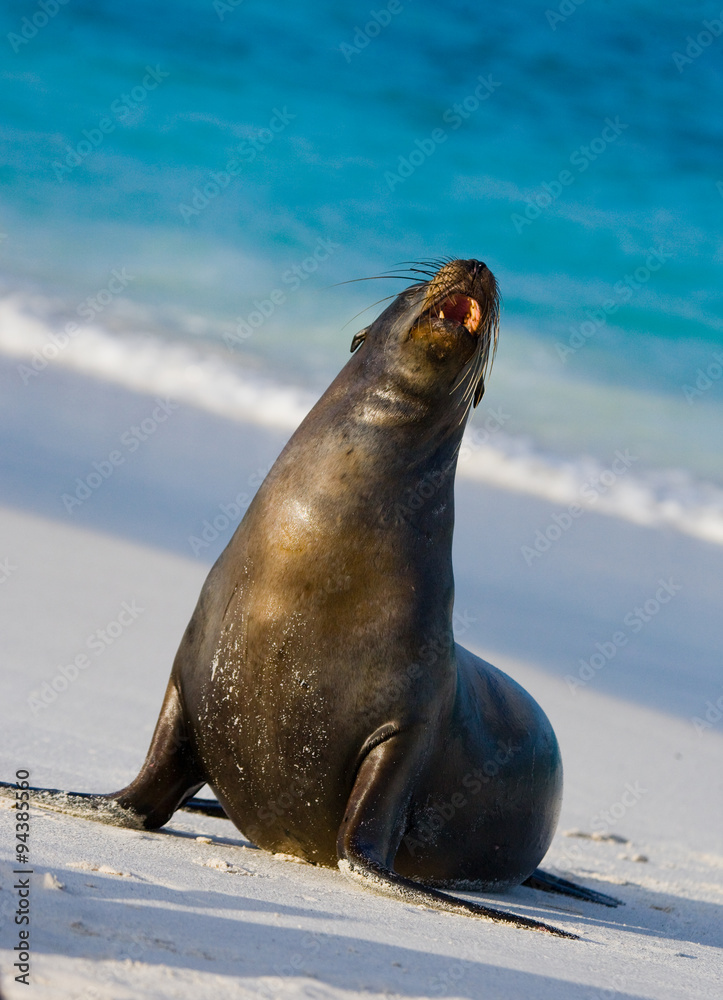 Naklejka premium Sea lion on the beach. Sitting in full growth. Galapagos. perfect illustration.