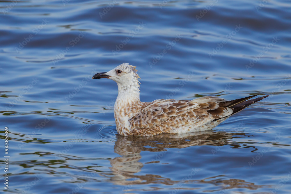 Close up of young Mongolian Gull(Larus mongolicus) floating 