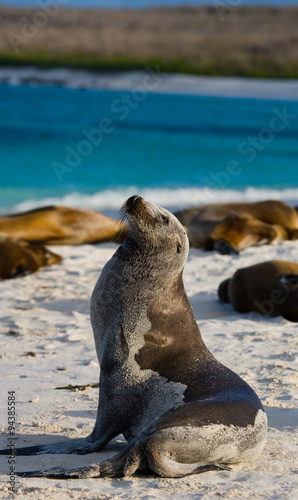 Sea lion on the beach. Sitting in full growth. Galapagos. perfect illustration.