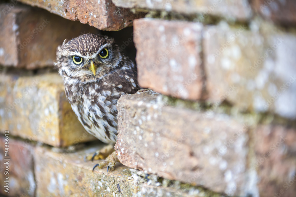 Fototapeta premium Little Owl Looking Out of a Hole in a Wall