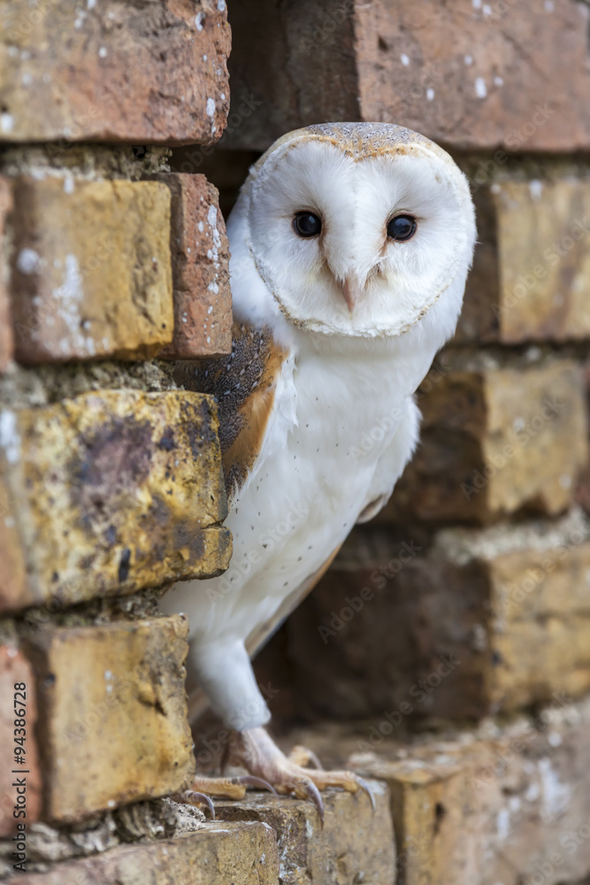 Obraz premium Barn Owl Looking Out of a Hole in a Wall
