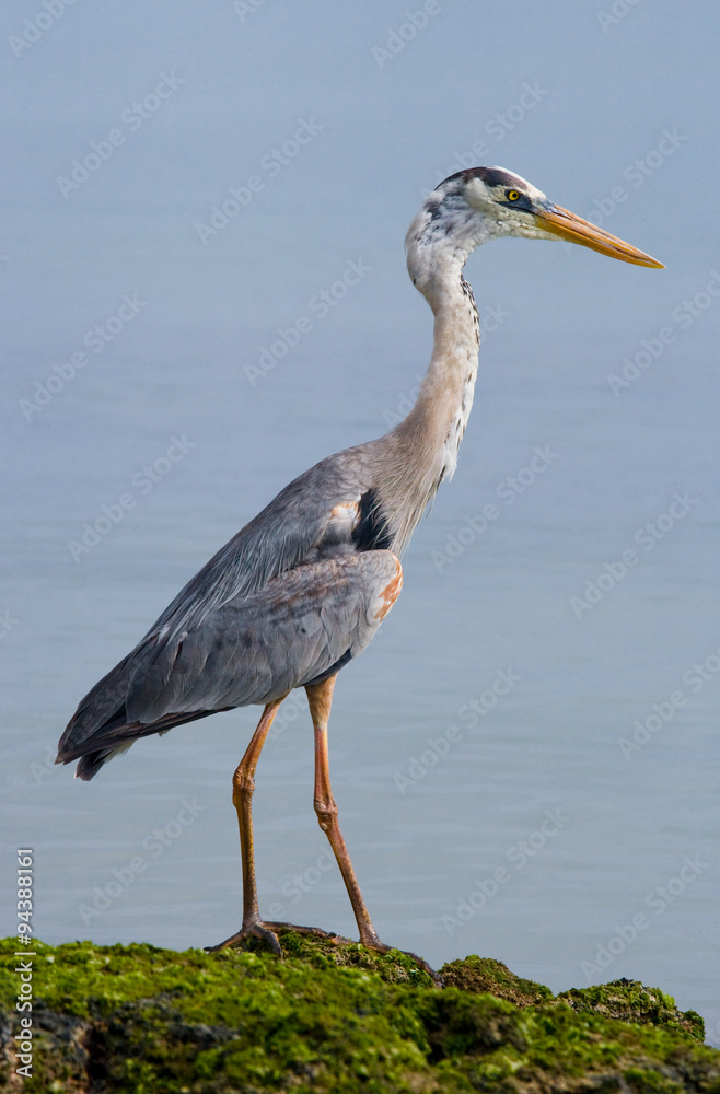 Obraz premium Heron standing on a rock. Galapagos Islands. An excellent illustration.