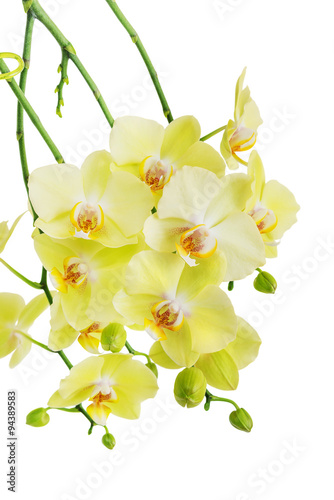Fototapeta Naklejka Na Ścianę i Meble -  Yellow and green orchid flowers isolated on white