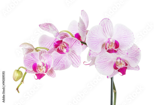 White and pink orchid flowers  isolated on white