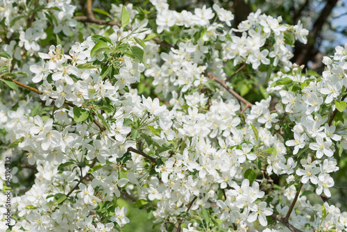 Blooming apple trees