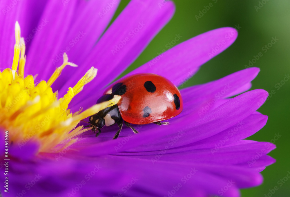 Obraz premium Ladybug