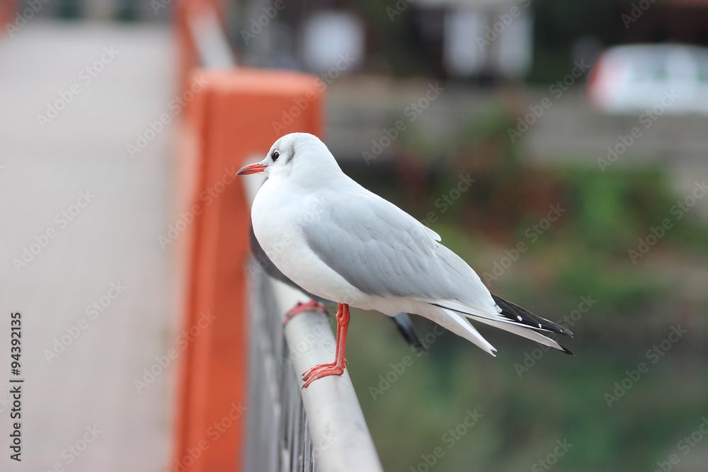 Fototapeta premium Seagull on a Bridge