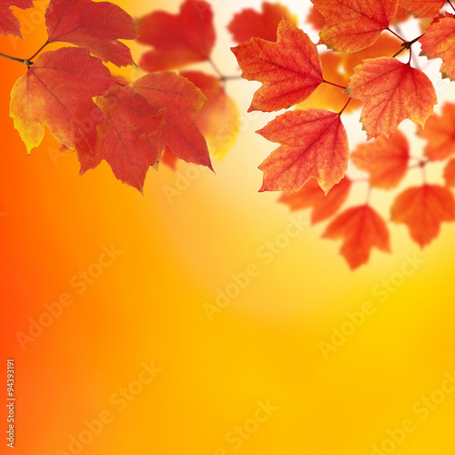  branch with autumn leaves