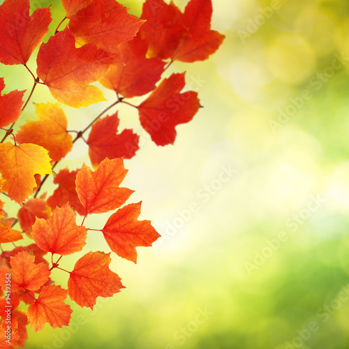  branch with autumn leaves