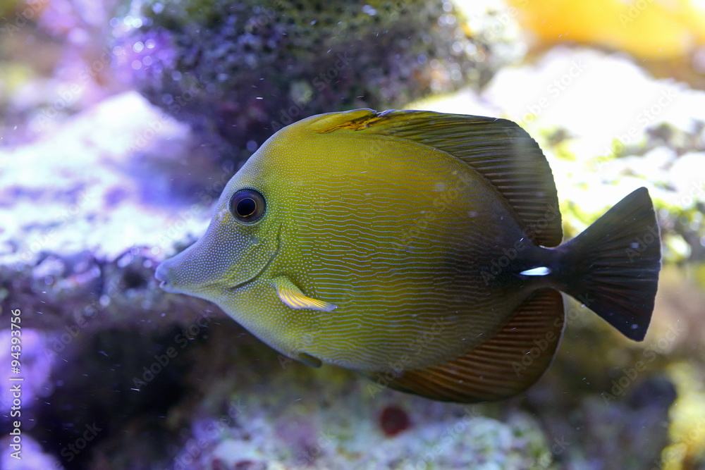 Zebrasoma scopas. Fish close up Zebrasoma scopas. Fish close up