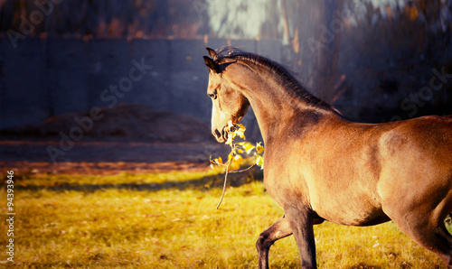  horse keeps in mouth a branch with leaves and plays with her on autumn nature background