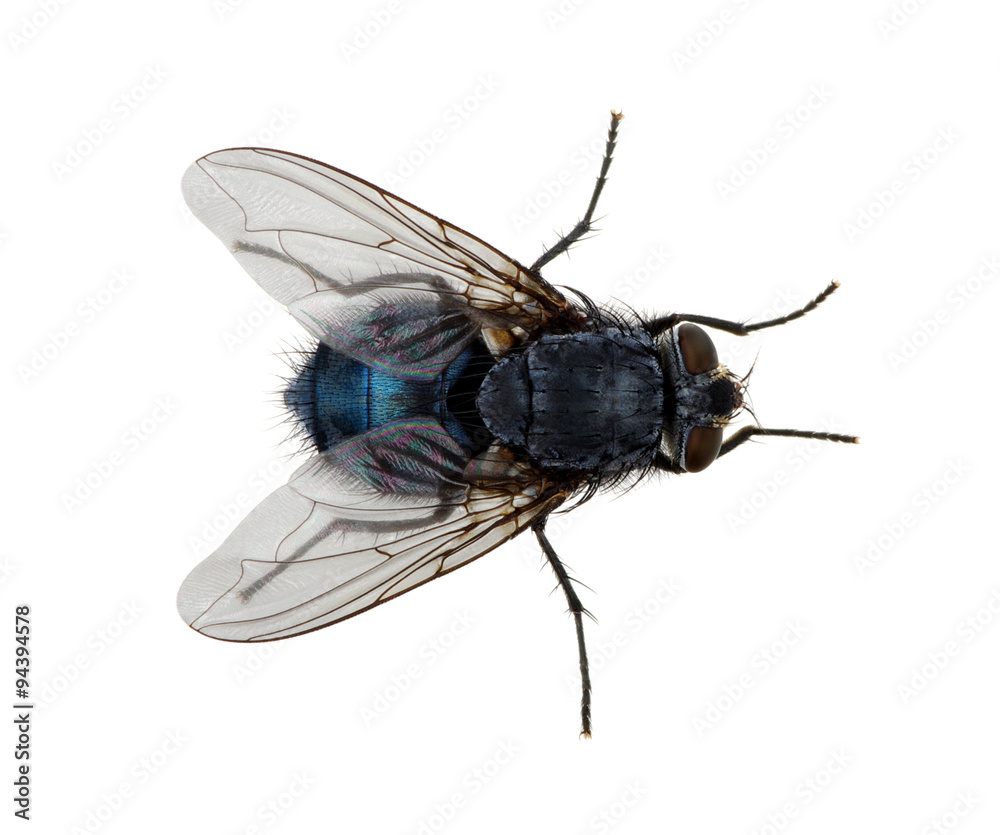 Obraz premium fly on a white