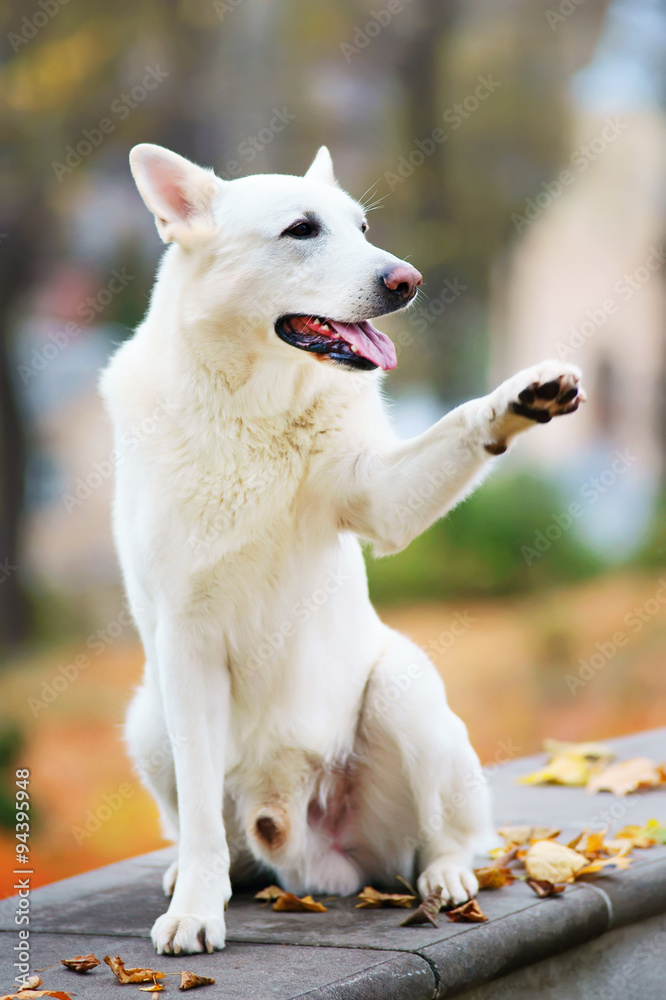 White Swiss Shepherd dog sitting in a park in autumn