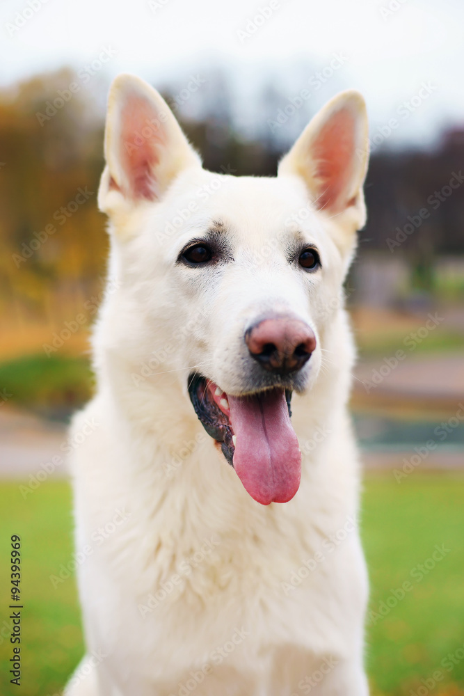 The portrait of White Swiss Shepherd dog in autumn The portrait of White Swiss Shepherd dog in autumn