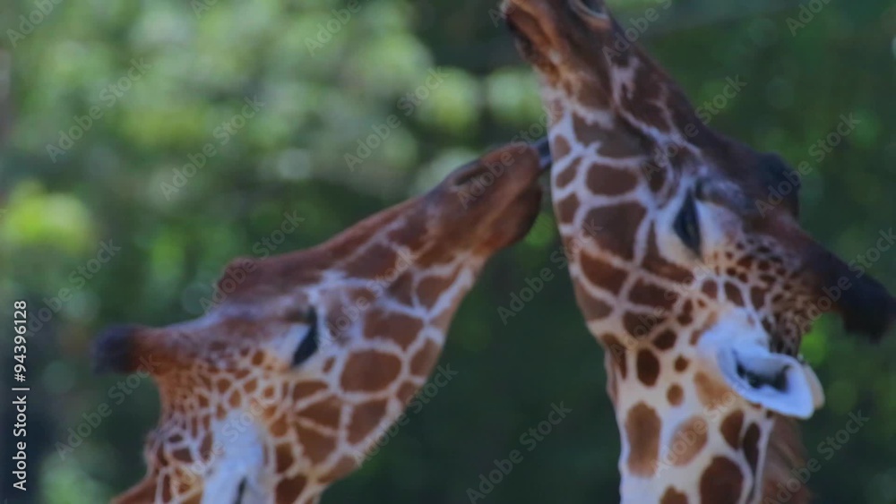 romantic giraffes sniff each other romantic giraffes sniff each other