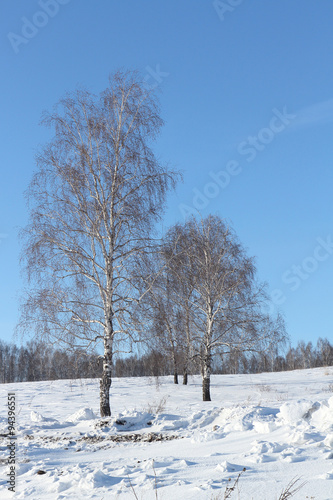 Wallpaper Mural The naked birches standing on a snow glade in the winter Torontodigital.ca