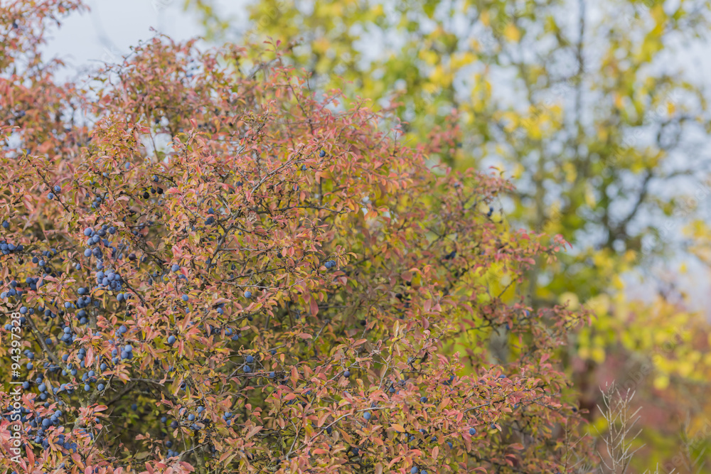 Herbstfarben Herbstfarben