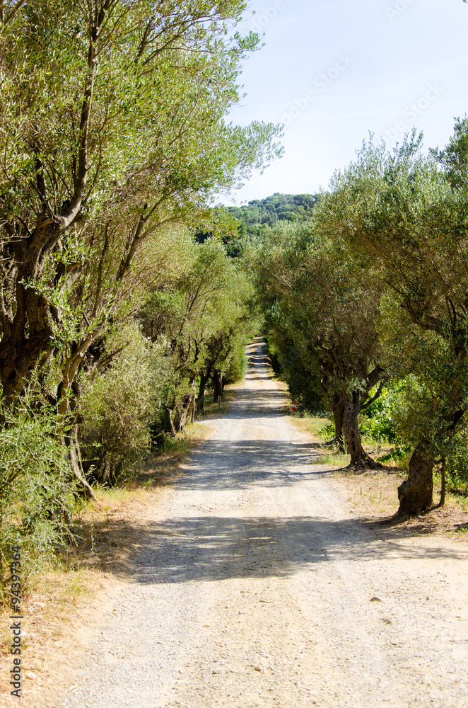 Fototapeta premium A green and dry path