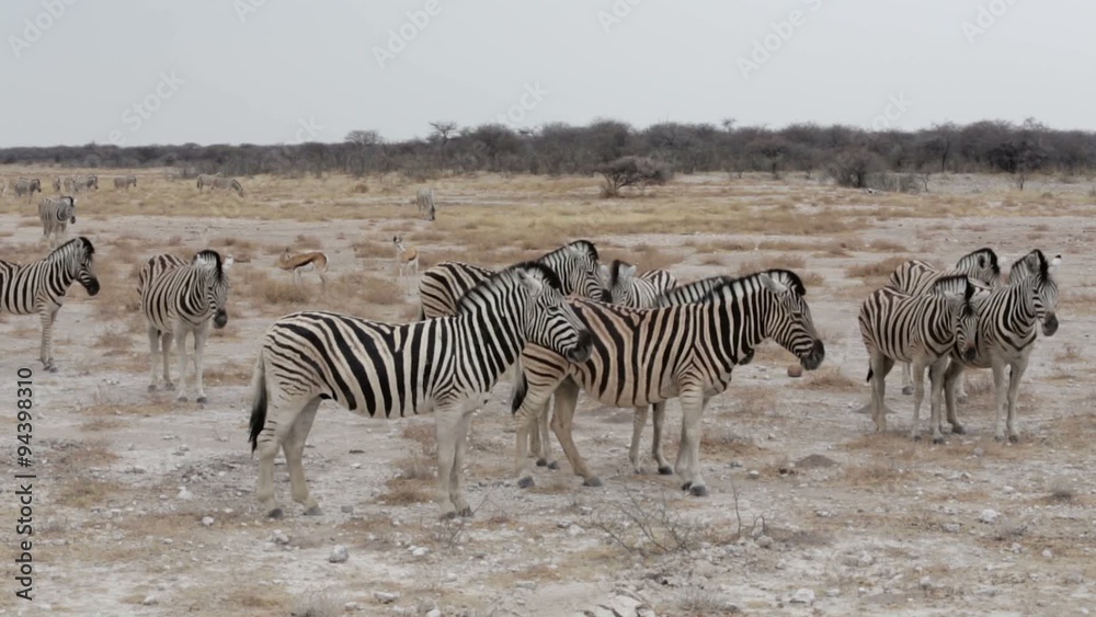 Zebras in african bush. Etosha national Park, Ombika, Kunene, Namibia. True wildlife photography Zebras in african bush. Etosha national Park, Ombika, Kunene, Namibia. True wildlife photography