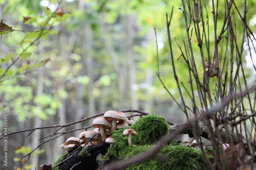 Fototapeta premium Mushrooms