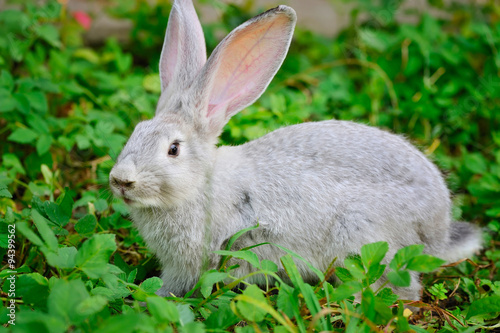 Young rabbit on green grass © nmelnychuk