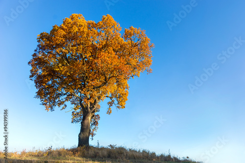 Oak tree in autumn