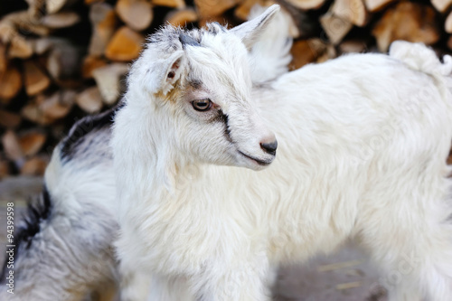 A baby goat standing on the farm yard